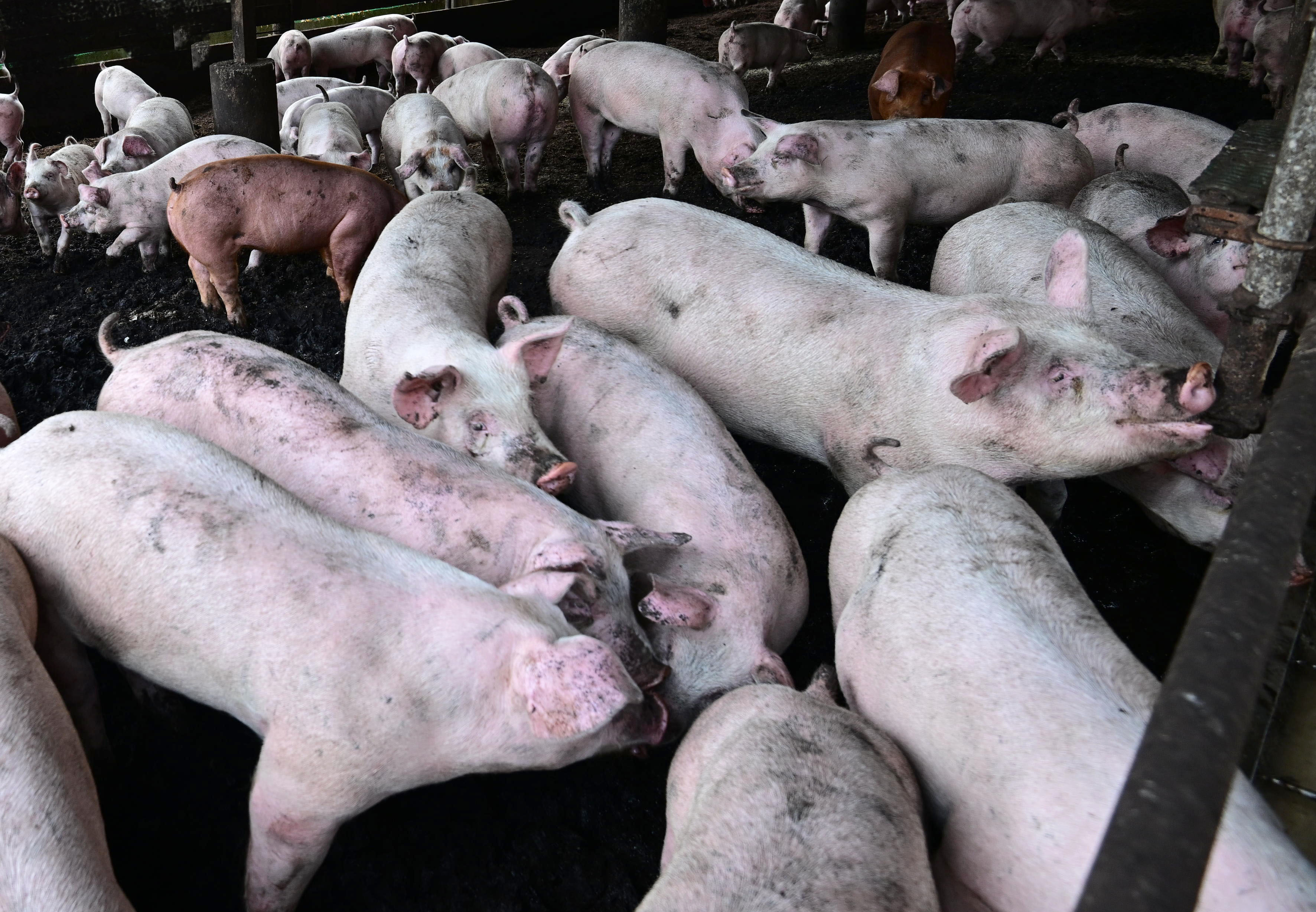 FBIが警告する「豚の屠殺詐欺」、誤送信メッセージのように見せかけて接近してくる詐欺師に要注意！【被害事例に学ぶ、高齢者のためのデジタルリテラシー】  - INTERNET Watch