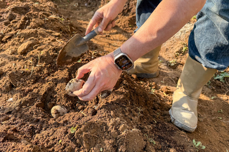 種芋を切って、断面に灰（ホームセンターで買った）をまぶして植え付ける。あとで調べたら、もっと深くに植えた方が良かったみたい