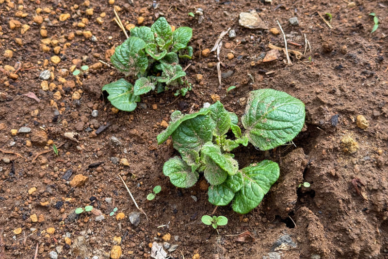 ジャガイモの芽が出てきた。種芋を養分にしているからか、種から出た芽や、小さな苗より安心感があるし、成長も早い気がする