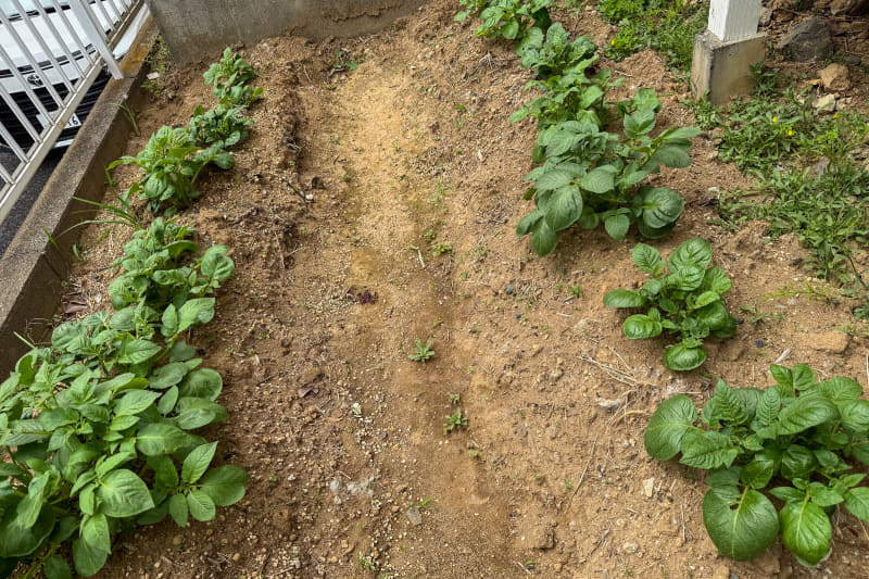 芽が出てからわずか10日ほどでこんなに立派に。ちなみに、この前ぐらいに芽かきをする必要があるのだが、忘れていた。来年の課題