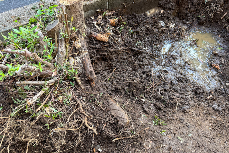 掘っても掘っても根は抜けない。大きな穴ができてしまった