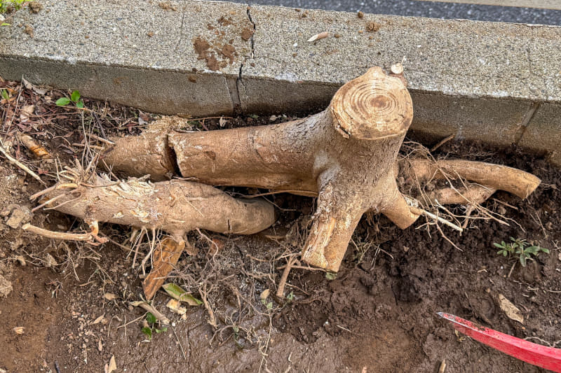 一番手ごわかった木の根っこ。なぜ、前の住人が切ったのかは分からないが、切り株だけ残っていた。複雑に絡み合っていて、抜けない。掘り起こして、周りの太い根っこを切って、最終的にはツルハシで抜いた