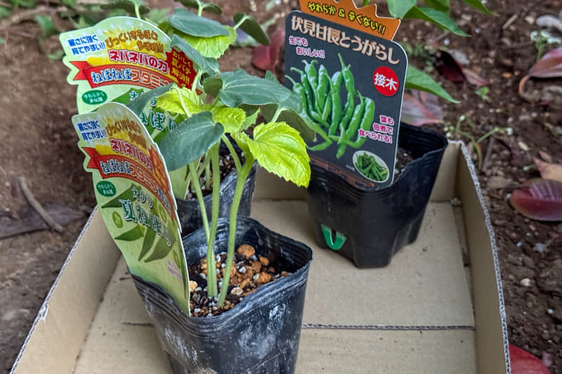 近所のホームセンターで苗を買ってきた。ついつい買いすぎて窮屈な植え方になってしまうのは去年と同じ