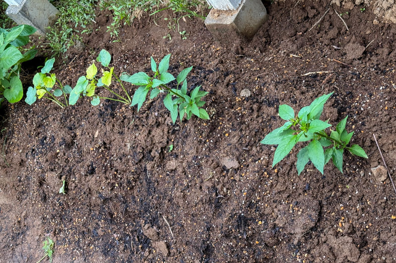 シシトウやオクラは地面に植えた。キュウリやトマトは大きく育つので、以前からある広いスペースに植えた方が、支柱を立てやすいので後回し