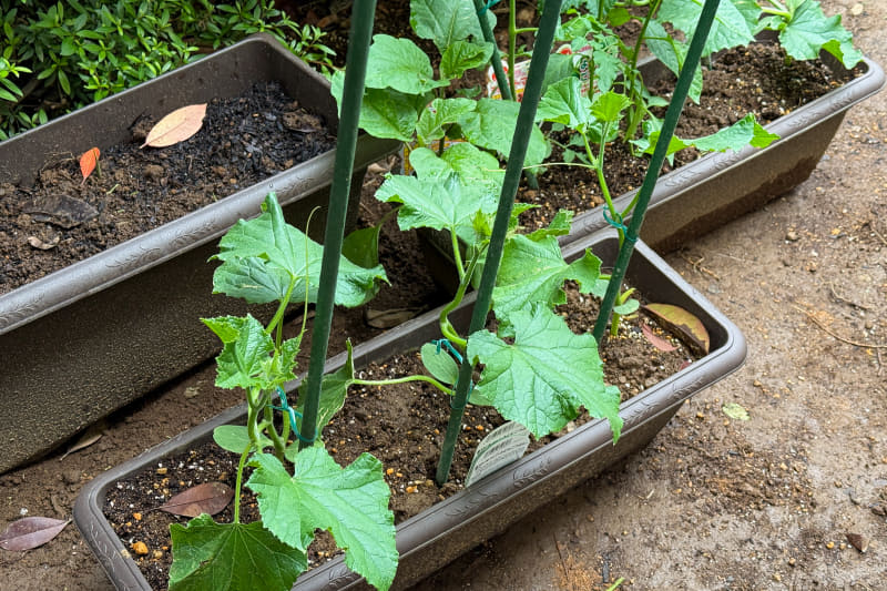 キュウリとトマトの一部はプランターで待機。これからグングン伸びる時期なのに、ジャガイモの収穫まであと1カ月もプランターで耐えられるだろうか？