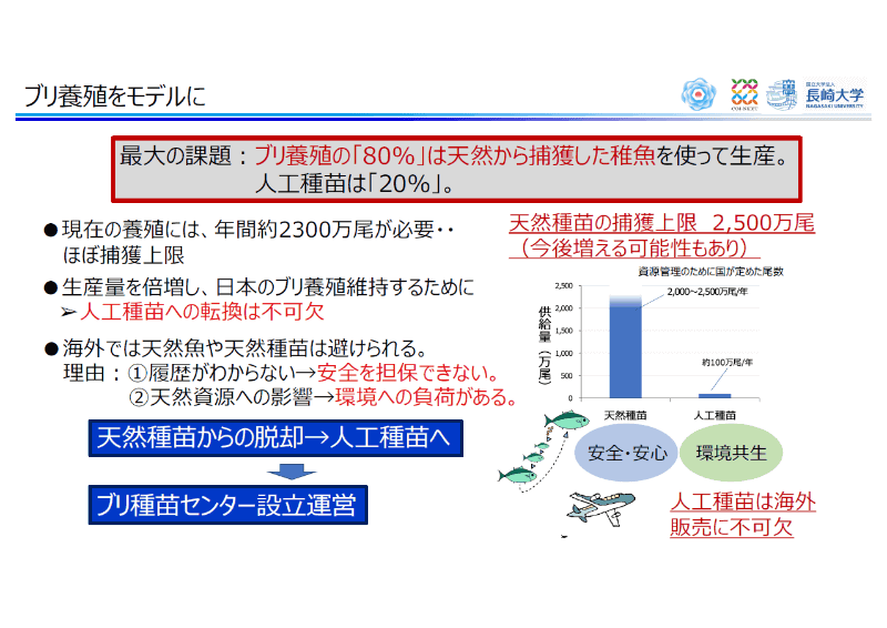 ブリの養殖は80％が天然種苗。海外販売には安全を担保するため人工種苗へと切り替える必要がある