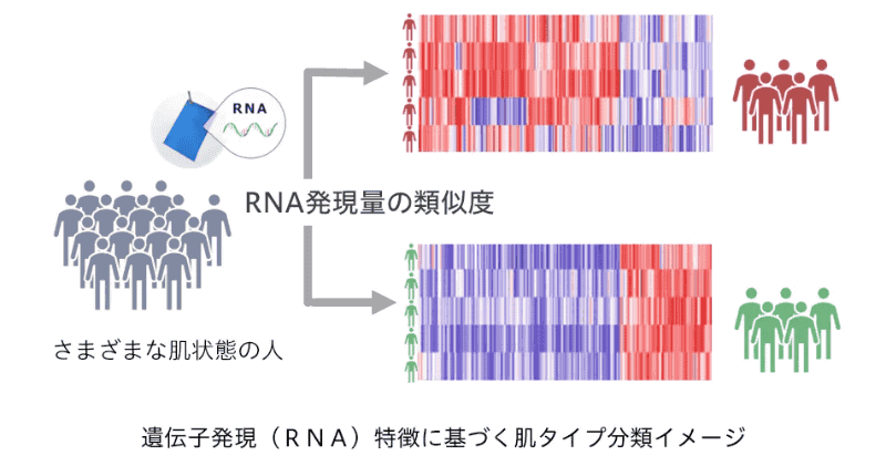 RNAに基づいて肌タイプを分類できる