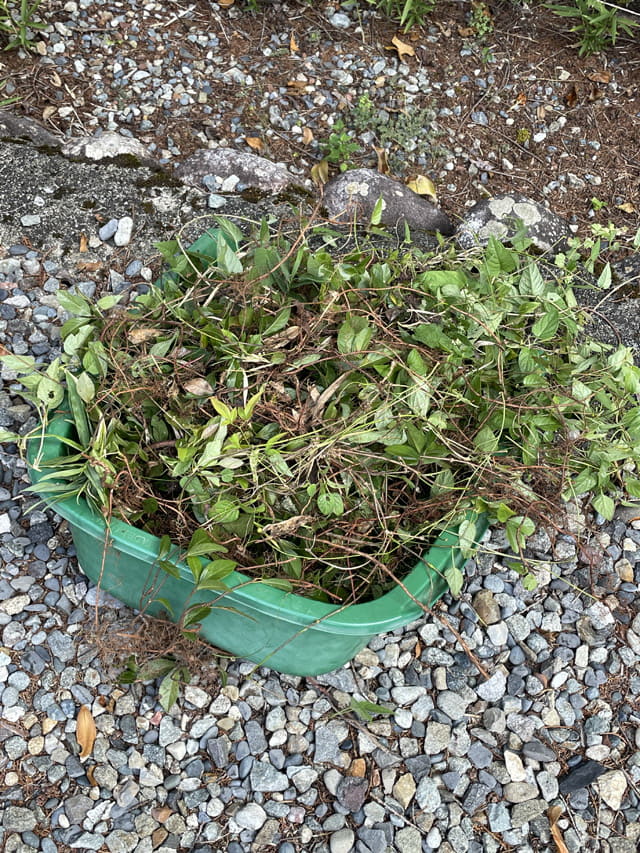 地域の霊園の清掃に参加