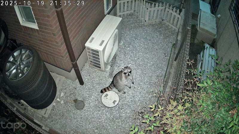 ラスカル～っっ。めっちゃカメラ目線、見た目はかわいいけど害獣なので餌付けなどをしてはいけない。でもフェンスをよじ登る姿がまたかわいい