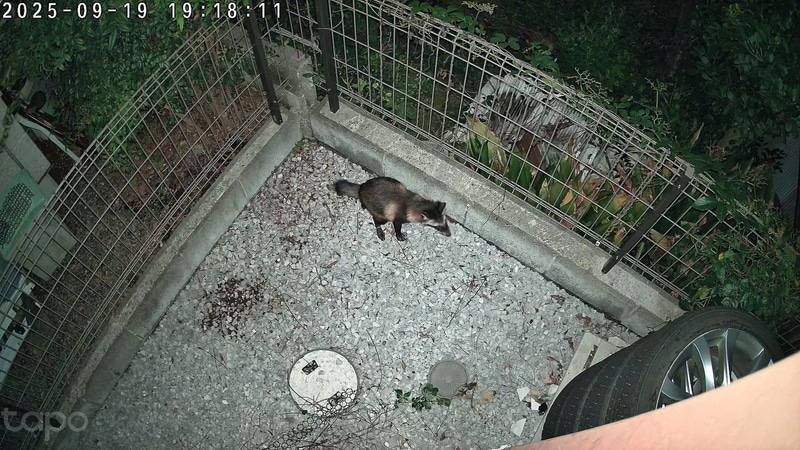 夜間でもカラーでキレイに撮れている。これはタヌキで間違いなさそうだ