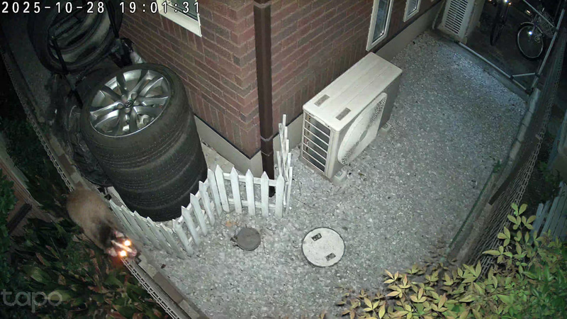 ハクビシン。アラームに驚いて逃げるがフェンスの上を器用に歩いて行く