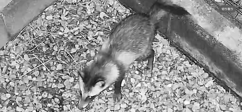 動画から切出した画像。タヌキ？　にしては顔が細長いようにも見える。上から見ていることとカラーじゃないことで確信が持てない