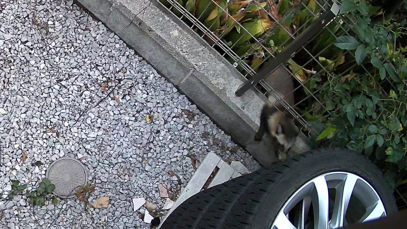 4K映像からフルHDサイズで切り出した画像。明け方に裏手の家の敷地からよじ登ってきた。この明るさだとタヌキだとはっきり分かる
