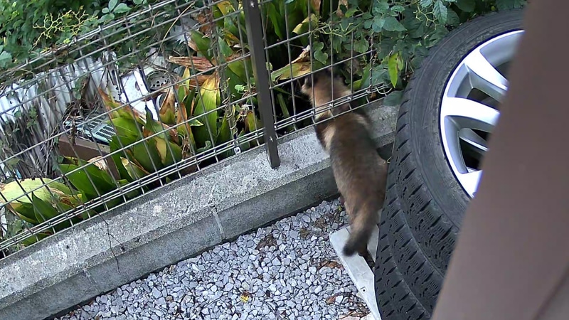 こちらは戻ってきた時の映像から切り出したもの。フェンスの下をくぐって裏手の家の敷地に戻ってく様子がしっかりと確認できた