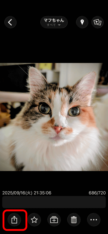個別の写真を表示させた場合には、ここで「共有」アイコンをタップすればよい
