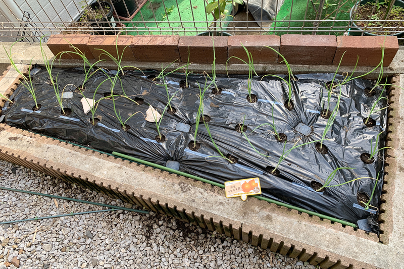 いろいろ試したが、冬野菜はタマネギの早生種を植えている