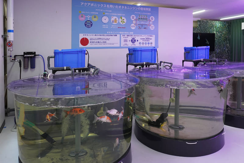 水生生物は「何であっても成立する」とのことだが、NTT東日本新潟支店を通じたつながりがあり、錦鯉が採用されたという（新潟は錦鯉の産地として知られる）