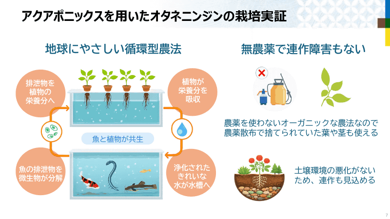 アクアポニックスによるオタネニンジン栽培の全体像とその特徴。無農薬である点、連作障害がない点が注目される