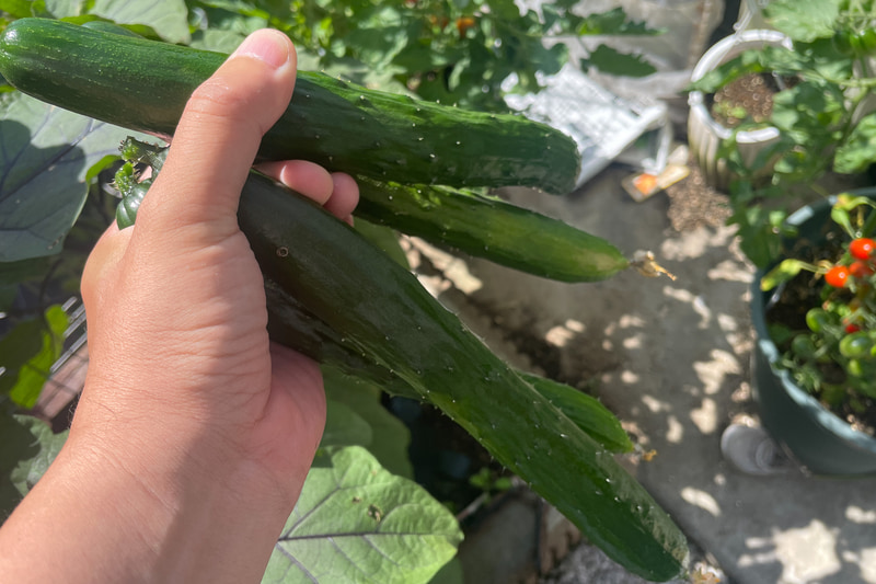 4月末に植えたキュウリがもう収穫の時期を迎えている
