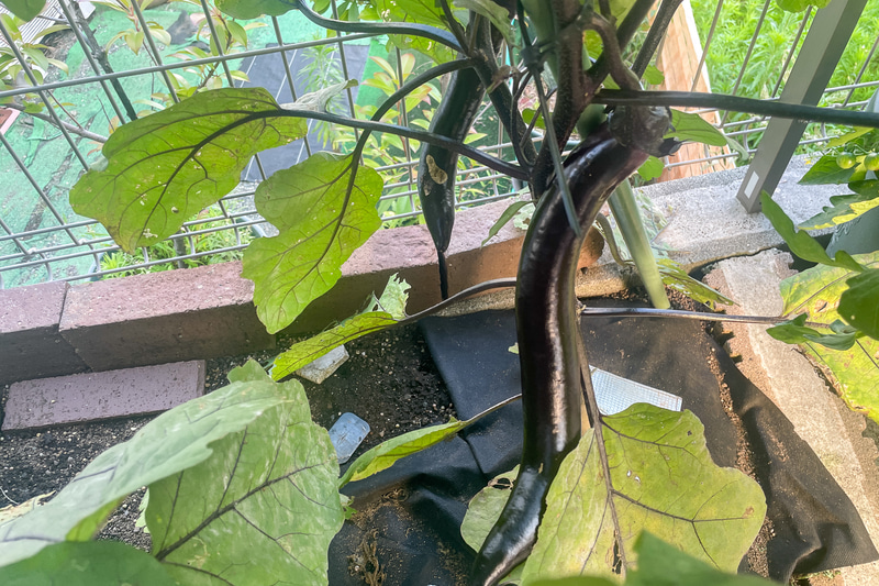 6月末にナスがやっと収穫できる大きさになった。だが奥のナスを見ると虫にかじられた跡が。ヨトウムシの仕業だ