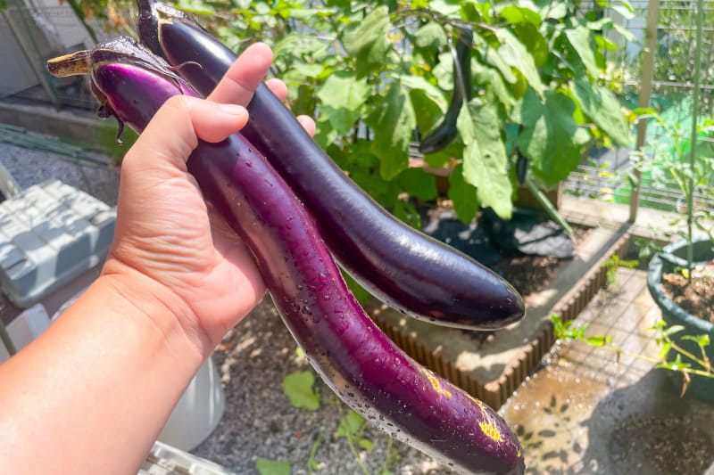 30cmほどの長さになる庄屋大長は8月の間も採れ続けた。焼くとトロッとして特に生姜焼きが絶品