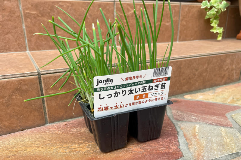 今年はハルディンの「しっかり太い玉ねぎ苗」というのを選んでみた。抜き苗と違って前もって買っておいても大丈夫