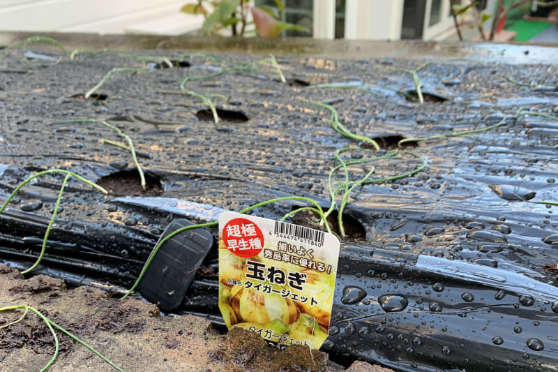 写真は数年前、極早生種を植えていたときのものだが、植えた直後はこんな風に葉が倒れてしまう