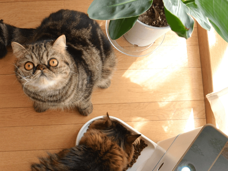 犬だけでなく猫用としても使える