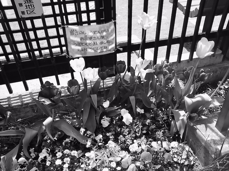 左から、カラー、白黒、暖色、寒色。カラーは登場初期のデジカメテイスト。後は昔のフィルムテイストだ