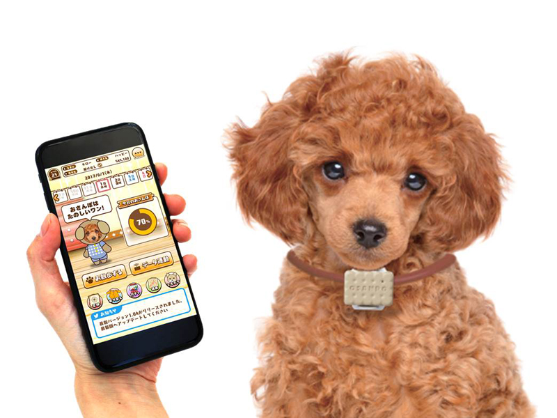 犬専用のウェアラブルデバイス「いぬのきもち お散歩Time」と専用アプリ