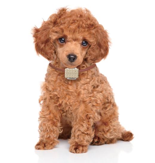 本体装着イメージ