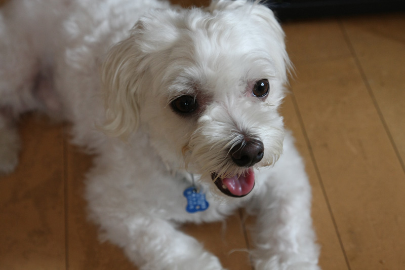 暑ち～っ！（遠い目）の定吉くん。表情はヒトのそれと同じだ