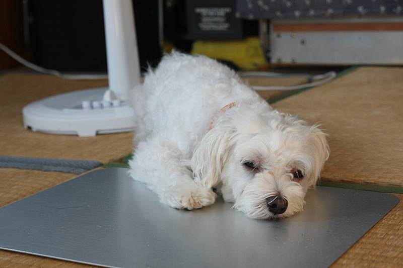 あまりの暑さにアルミ板の上でぐったりする定吉