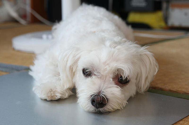 あまりの暑さにアルミ板の上でぐったりする定吉