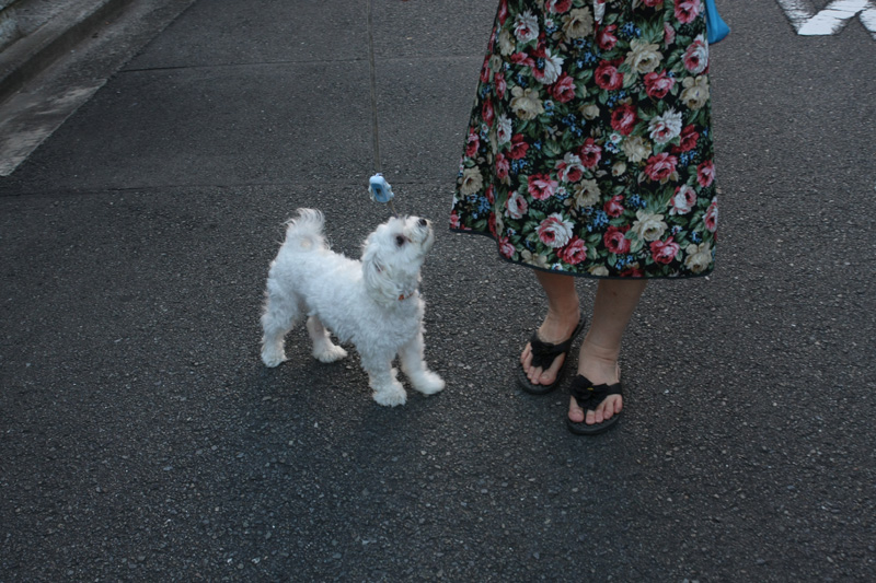 ご主人！　散歩いこうぜ！　散歩！
