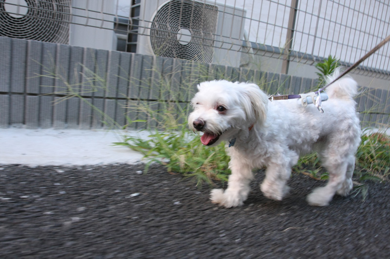 ここはエアコンの室外機があるから暑いぞ！　ご主人！
