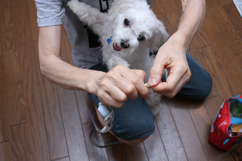 リードを見たらもう大変！「えっ！行くの？　散歩行くの？　マジ行くの？　散歩!?」ってな感じで大はしゃぎ