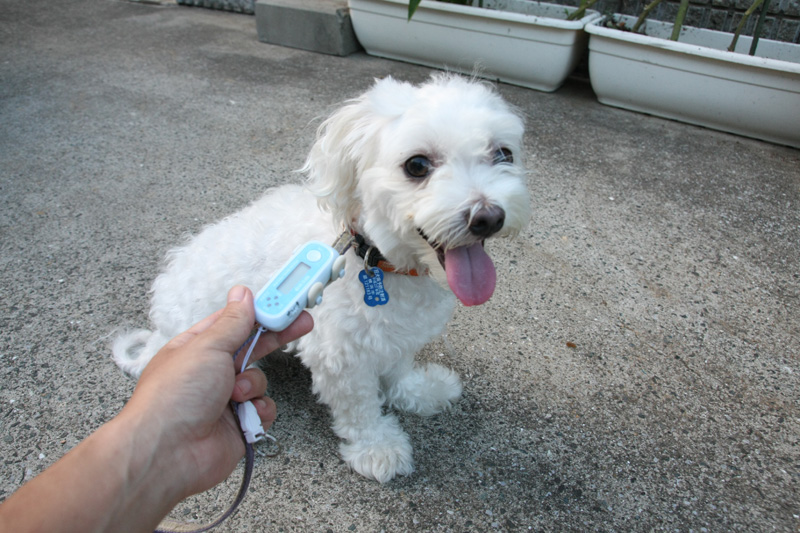 首輪じゃなくリードに取りつけるので、ワンちゃんもそんなに嫌がらない