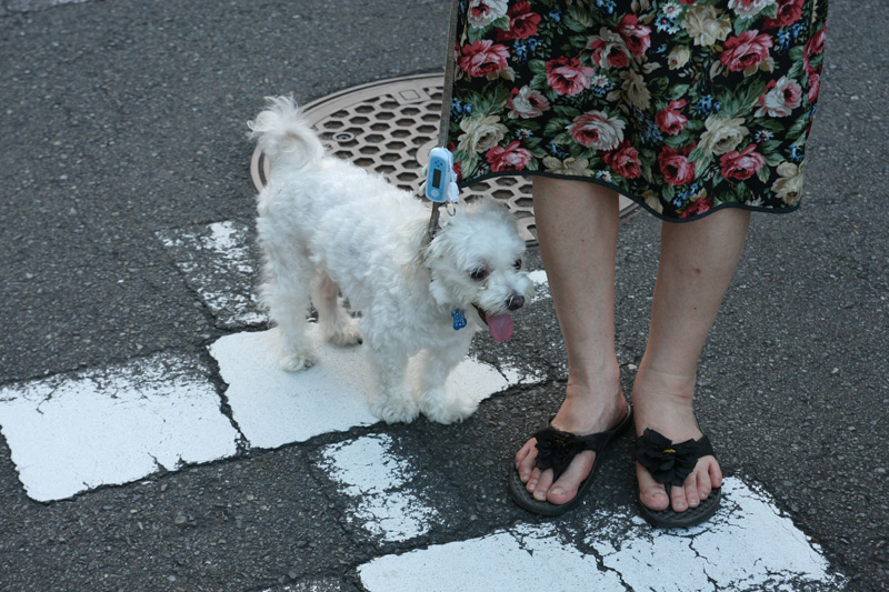 首輪じゃなくリードに取りつけるので、ワンちゃんもそんなに嫌がらない