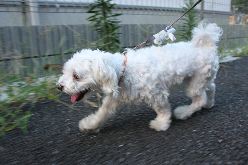 今日はどの草むらに顔突っ込んでやろうかな？と物色中の定吉くん