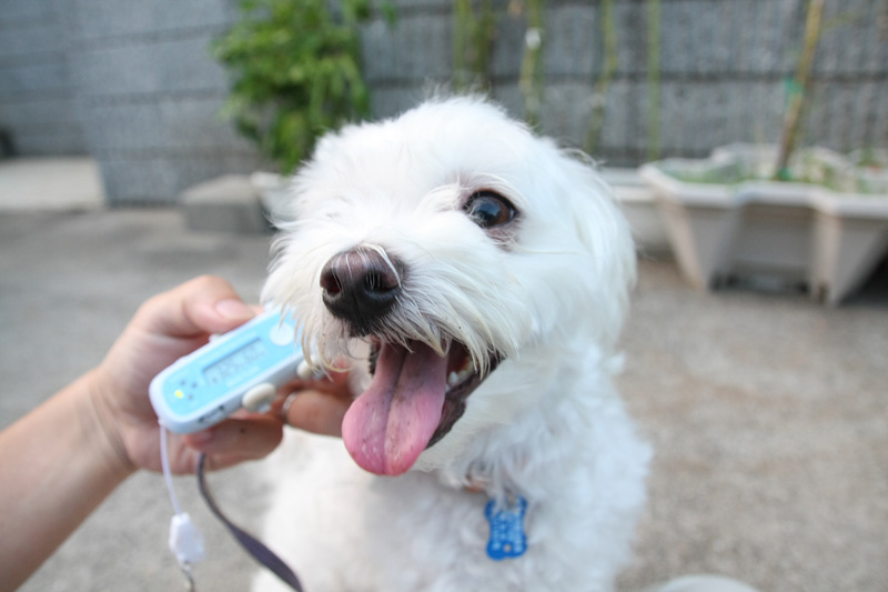 お散歩あとのおやつくれないの？　お前いっつも、おやつくれるボスじゃん！　ねぇねぇ！