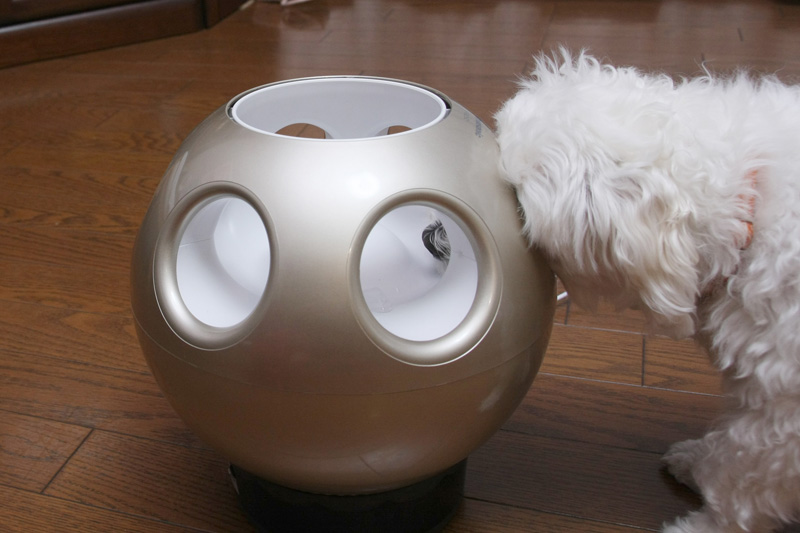 ウチの定吉くん（オス）。家電 Watchでレビューを書かせてもらっているので、いろんなモノが届くたびにニオイをチェックせずにはいられないらしい