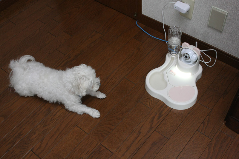 暑いときはよく床に伏せて涼んでいることも