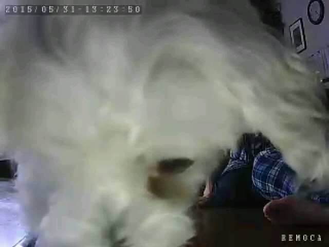 水を飲みにくると顔が大写しになる！ちょっと近寄りすぎだって！