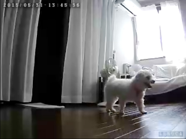 水を飲みにくると顔が大写しになる！ちょっと近寄りすぎだって！