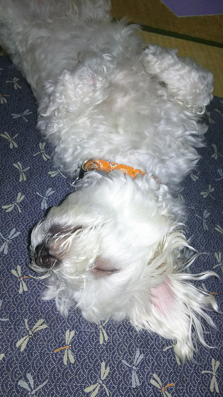 いつもは自分の部屋で寝る子どもたちだが、最近暑くて居間で寝ることが多く、その間にマウントポジションを取って王様になりつつある定吉くん。風格のある寝姿だ