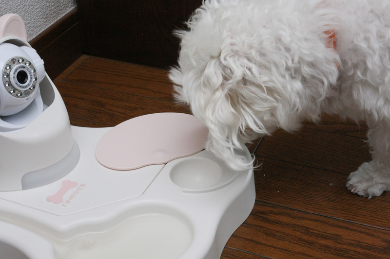 スマートフォンを操作すると1回分ずつおやつをあげられる。いい子にしていたときのごほうびとしても