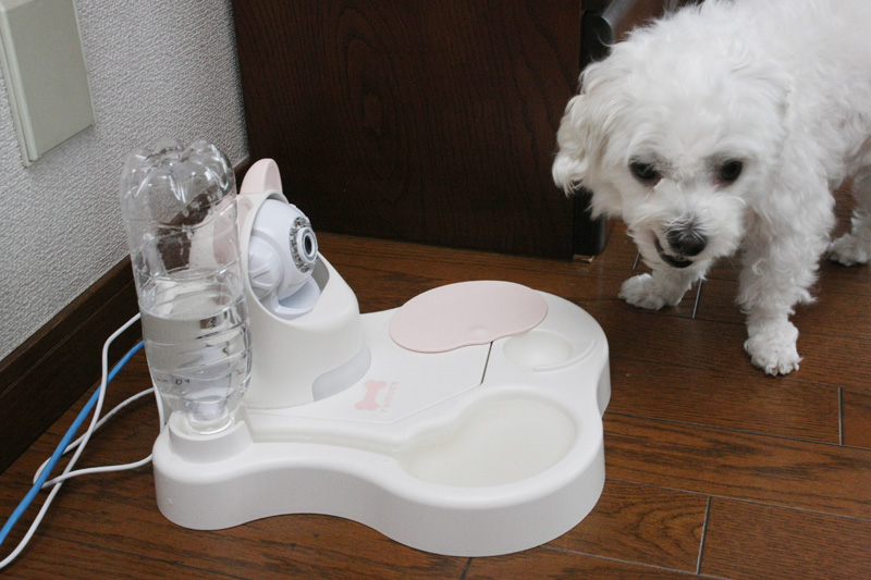 スマートフォンを操作すると1回分ずつおやつをあげられる。いい子にしていたときのごほうびとしても