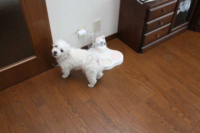 定吉くん「どーでもいいけど、このドア開けてよ♪」