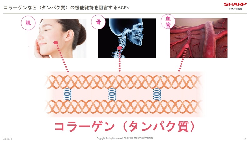 AGEsがタンパク質の本来の機能を発揮できなくする